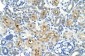 TAF6 antibody - N-terminal region